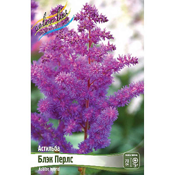 Астильба Блэк Перлс 2/3 n 1 шт