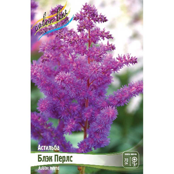 Астильба Блэк Перлс 2/3 n 1 шт