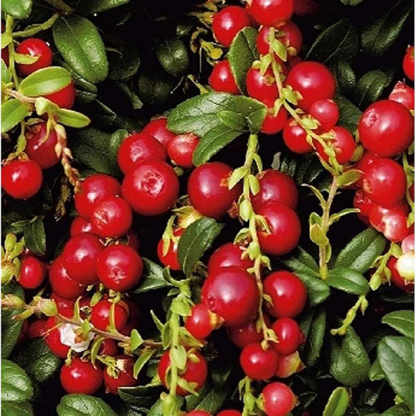 Брусника Ред Перл P9,5