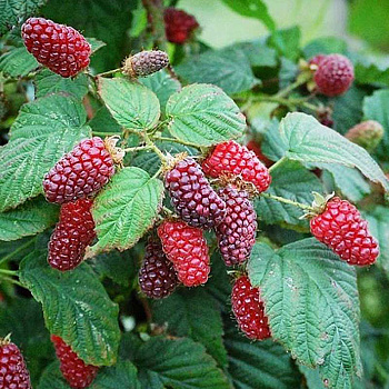 Ежемалина Медана Тайбери Садовита