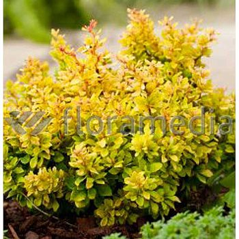 Барбарис Тунберга Голдалита P9