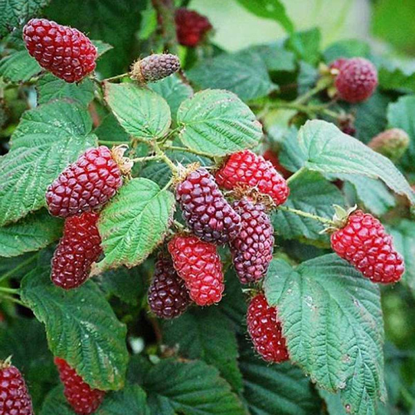 Ежемалина Медана Тайбери Садовита