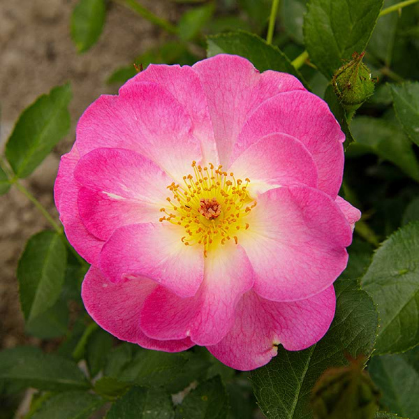 Роза флорибунда Париж 2000 Садовита