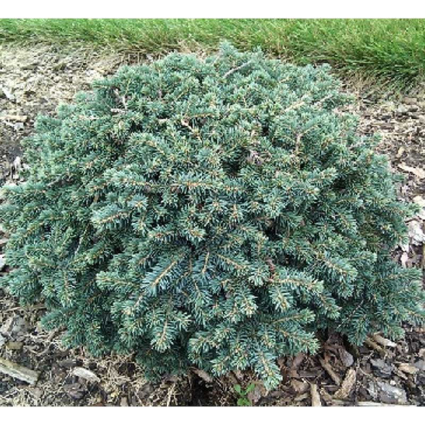 15914 Ель Колючая Вальдбрунн C1.5 ,шт