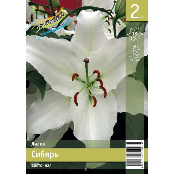 Лилия Сибирь 12/14 2 Эконом шт