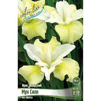 Ирис Сибирский Мун Силк I 25 шт Биг-пак 4149