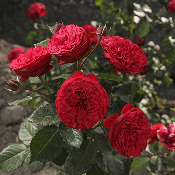 Роза чайно-гибридная Пиано Садовита