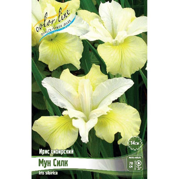 Ирис Сибирский Мун Силк I 25 шт Биг-пак 4149