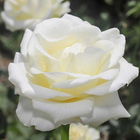 Роза чайно-гибридная Полар Стар Садовита