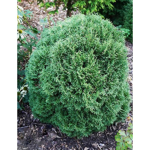 Туя Западная Вотерфилд P9