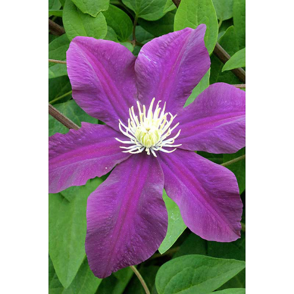 Клематис Лех Качинский I 1 шт Садовита