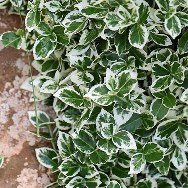 Бересклет Форчуна Эмеральд Гаети P9   шт Садовита