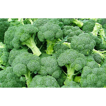 Капуста брокколи Фиеста F1 2500шт Бейо