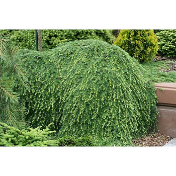 Тсуга Канадская Коулс Прострэйт C3 20-25cm