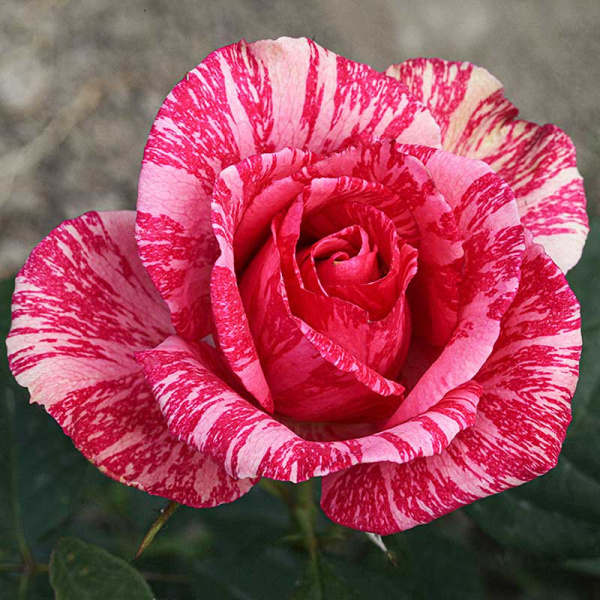 Роза чайно-гибридная Пинк Интуишн Садовита