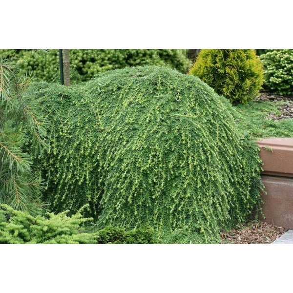 Тсуга Канадская Коулс Прострэйт C3 20-25cm