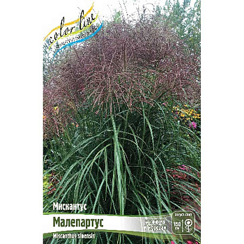 Мискантус Малепартус 2/3 2 шт