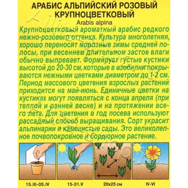 Арабис альпийский Розовый Аэлита Цх10 