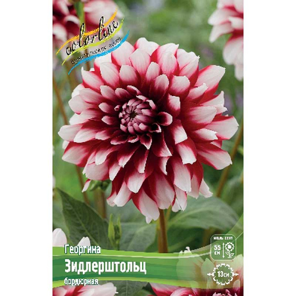 12895 Шоу-Бокс Георгина Зидлерштольц 15 шт 