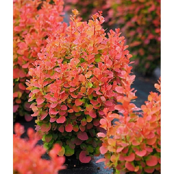 Барбарис Тунберга Флоренс C2 шт