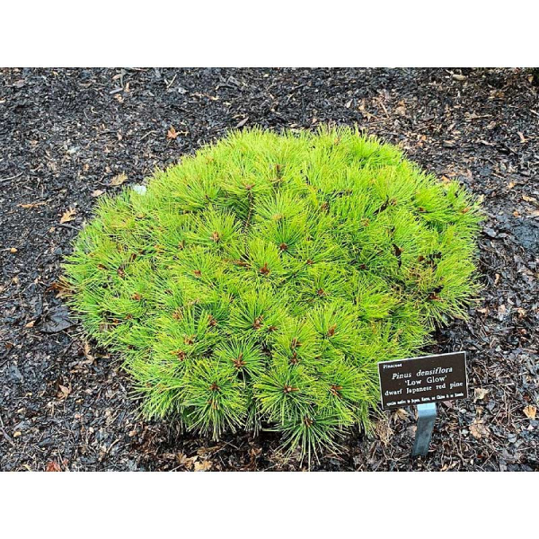 Сосна Густоцветковая Лоу Глоу C1.5 шт