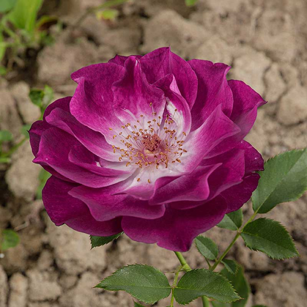 Роза флорибунда Уайлд блю йондер Садовита