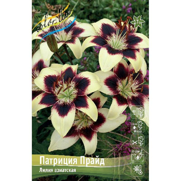 Лилия Патриция Прайд 12/14 5 шт 