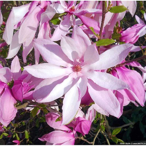 Магнолия Бетти P9