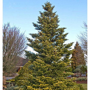 Пихта Нордмана Ауреа C1.5