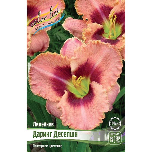 Лилейник Даринг Десепшн I 25 шт Биг-пак 1431