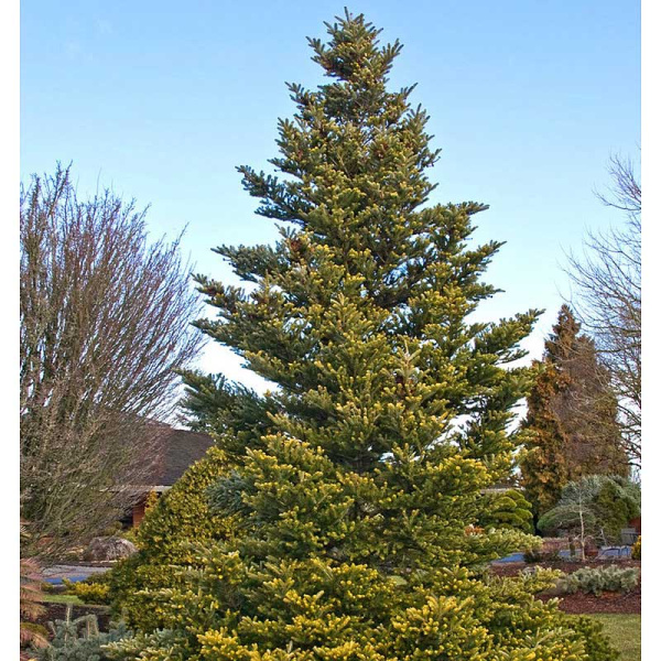 Пихта Нордмана Ауреа C1.5