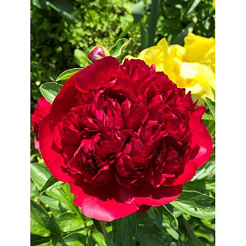 2288 Биг-Пак Пион Кристмас Велвет 2/3 n 15 шт