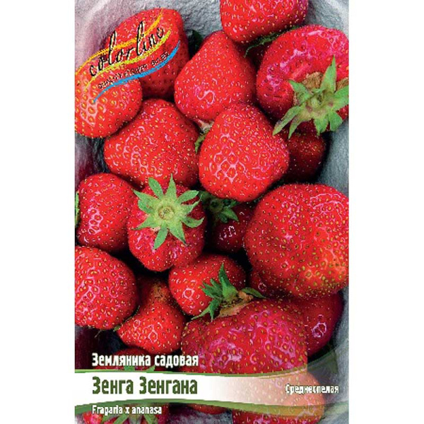 Земляника Садовая Зенга Зенгана A 5 шт