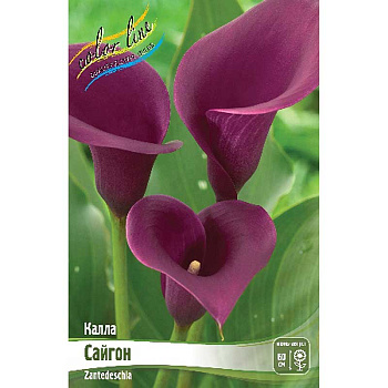 Калла Сайгон 12/14 2 шт 