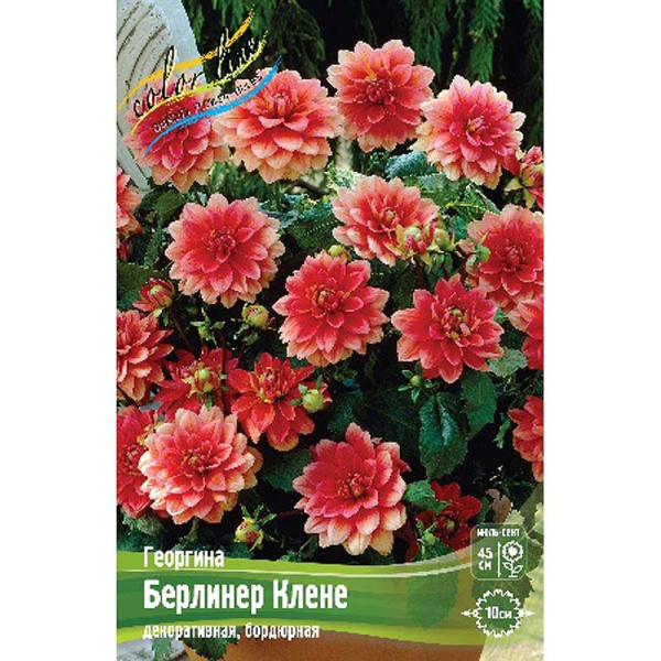 Георгина Берлинер Клене I 15 шт Шоу-бокс 13919