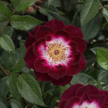 Роза миниатюрная Даймонд Айз Садовита