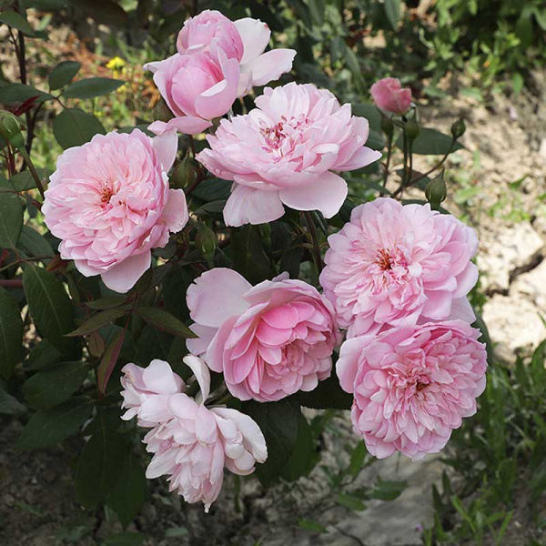 Роза плетистая Франсуа Юренвиль Садовита