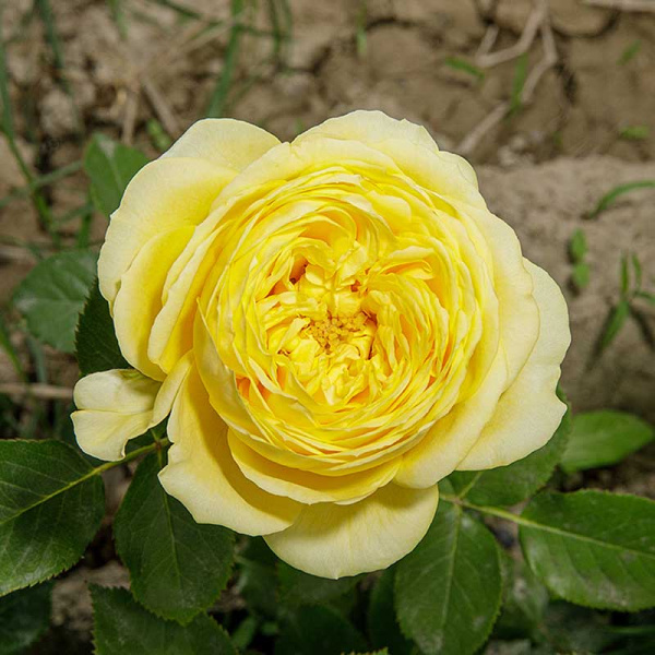 Роза спрей Каталина Садовита