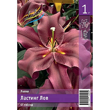 Лилия Ластинг Лов 14/16 1 Эконом шт 