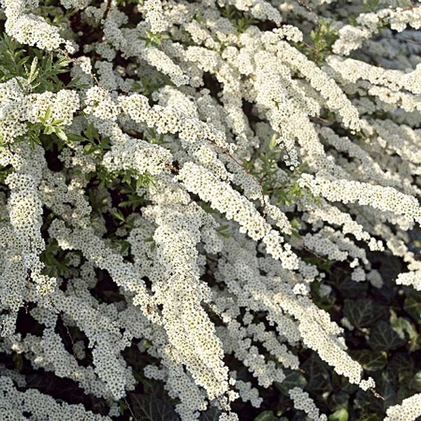 Спирея Пепельная Грефшейм P9