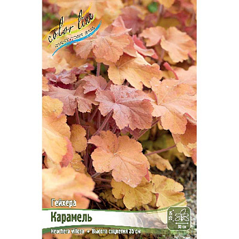 Гейхера Карамель I 1 шт