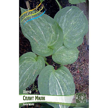 Хоста Сплит Милк 1 n 1 шт 