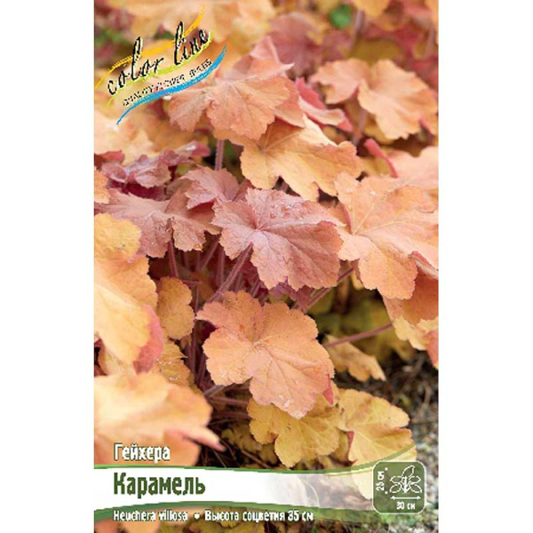 Гейхера Карамель I 1 шт