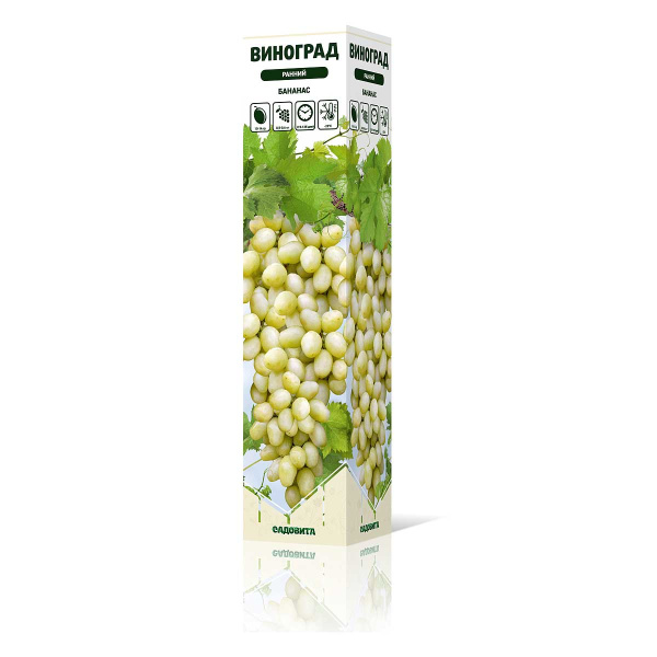 Виноград Бананас ранний Садовита