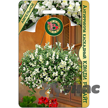 Антирринум Кэнди Вайт Биотехника Ц 