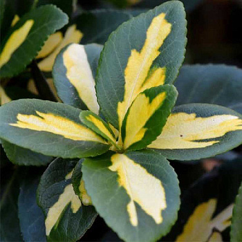 Бересклет Форчуна Санспот P9