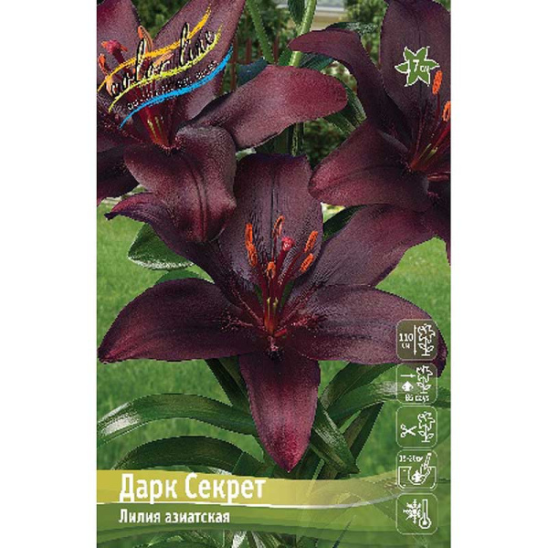 Лилия Дарк Секрет 12/14 25 шт Биг-пак 11069