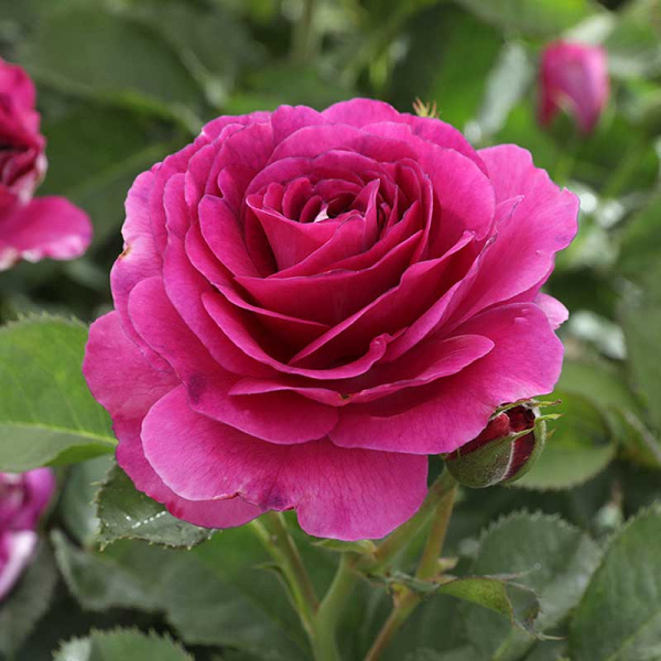 Роза флорибунда Минерва Садовита