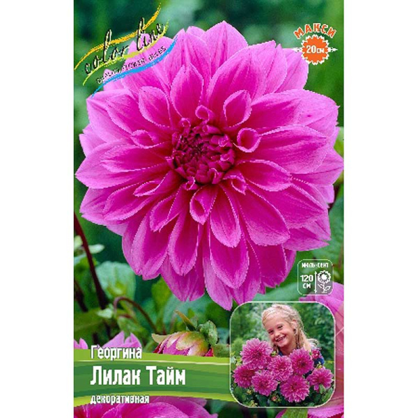 Георгина Лилак Тайм I 1 шт 