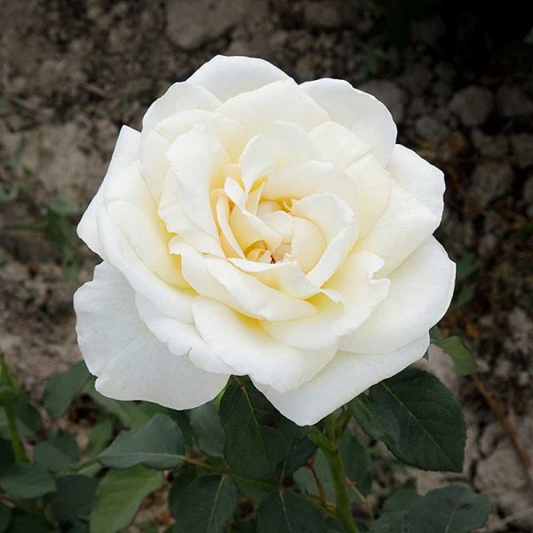 Роза чайно-гибридная Белый Медведь Садовита